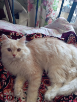 Сделаю куни, анилингус, золотой дождик. – Фото 1